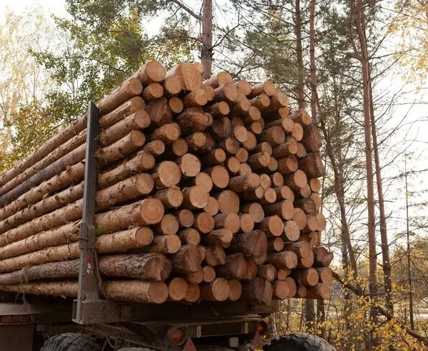 Buchenstämme, LKW-Ladung von 25 Kubikmetern